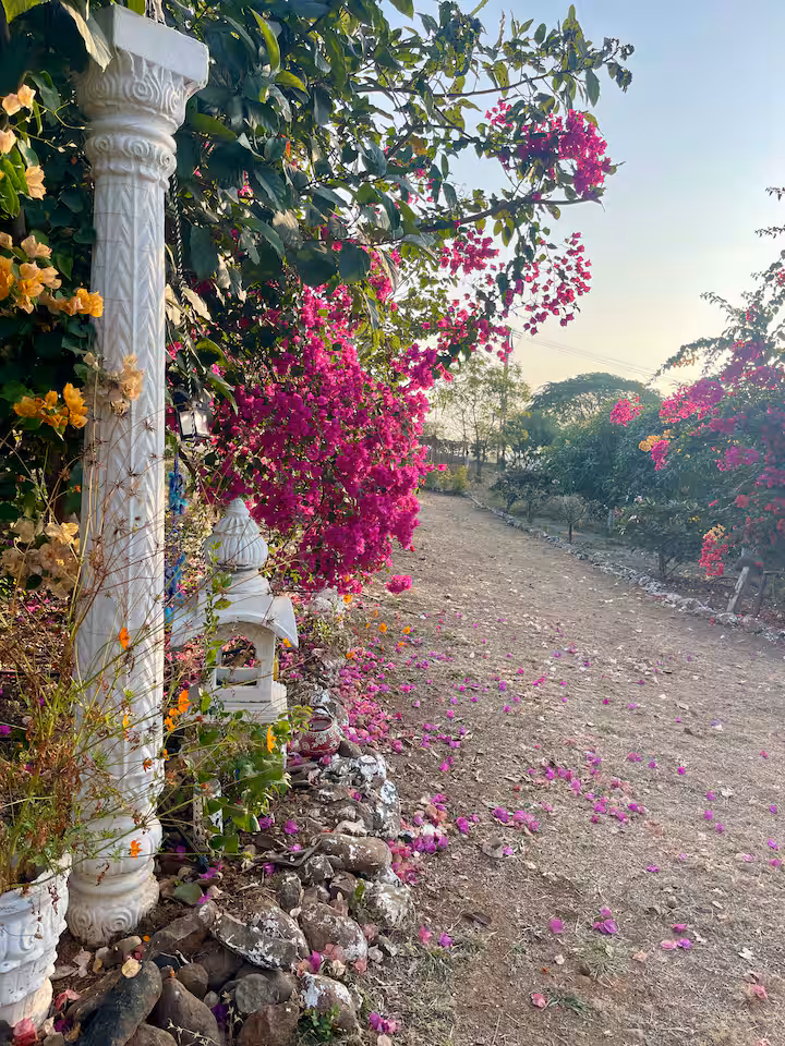 Bougainvillea along a garden path