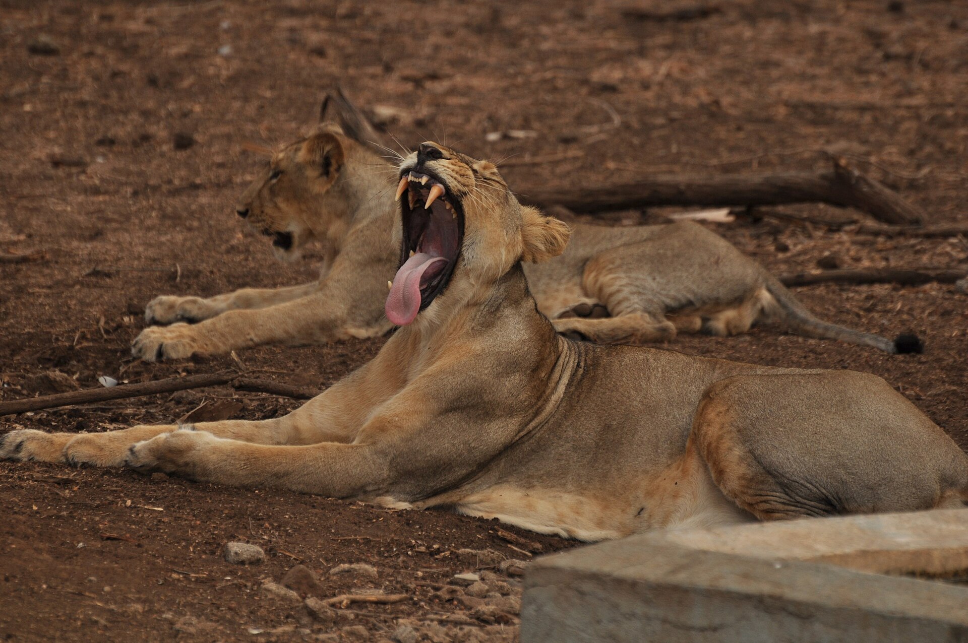 Gir lions & Sasan Gir