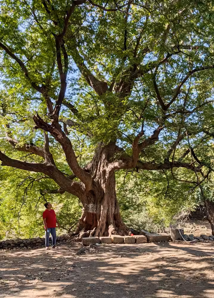 Large tree on the Revan Hills land